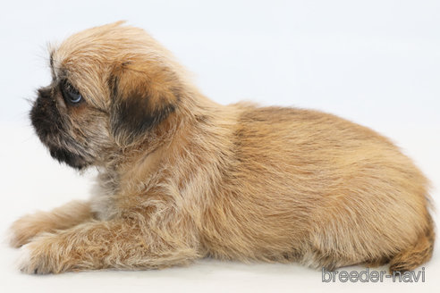 成約済の神奈川県のミックス犬-295458の3枚目